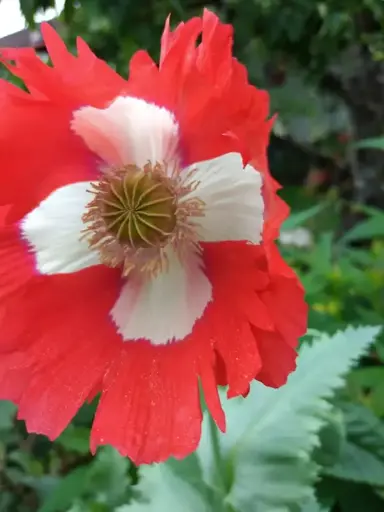 Schweizer Mohn