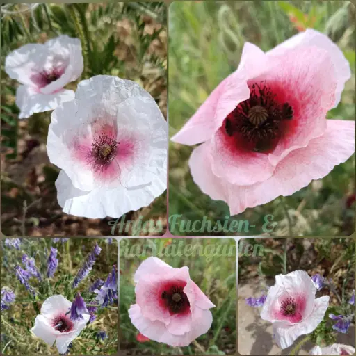 Seidenmohn (Mix)