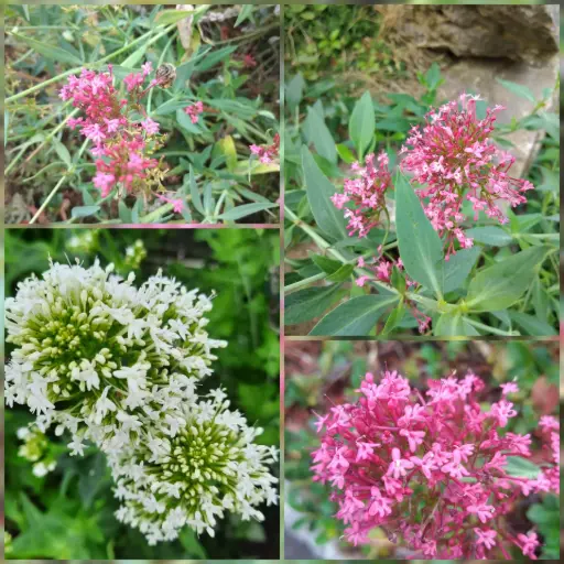 Spornblume