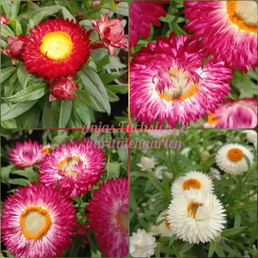 Strohblume (Mix)