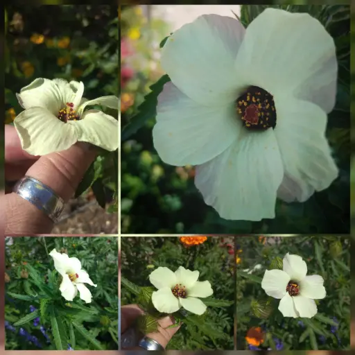 Stundenblume