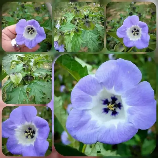 Blaue Lampionblume