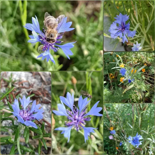 Blaue Kornblume
