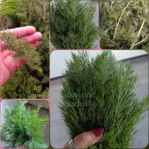 Dill
