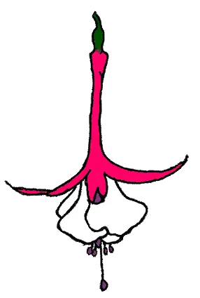 Anjas Fuchsien- und Raritätengarten